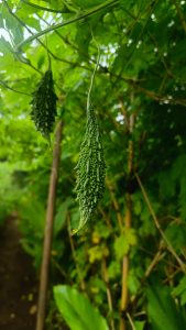 Farming near Mumbai & Thane