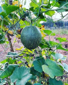 Farming near Mumbai & Thane