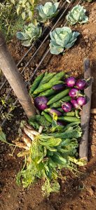 Farming near Mumbai & Thane