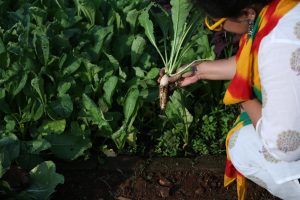 Farming near Mumbai & Thane