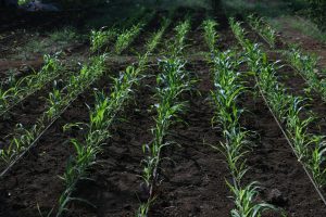 Farming near Mumbai & Thane
