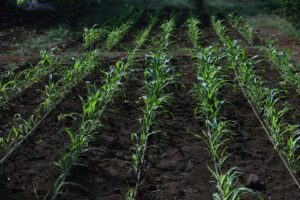 Farming near Mumbai & Thane