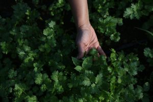 Farming near Mumbai & Thane